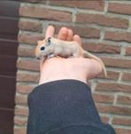 Jonge gerbils handtam verschillende kleurtjes