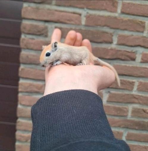 Jonge gerbils handtam verschillende kleurtjes, Dieren en Toebehoren, Knaagdieren