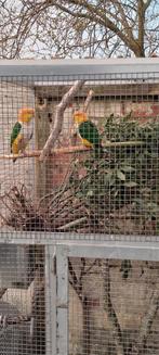 Koppel roestkopcaiques, Meerdere dieren, Papegaai, Geringd