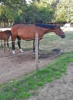 Drachtige fokmerrie ( drachtig van Django Z), Dieren en Toebehoren, Merrie, Springpaard, Gechipt, Niet van toepassing