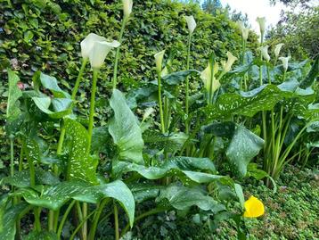 Calla's die momenteel in bloei staan beschikbaar voor biedingen