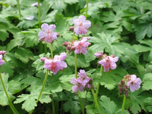 Geranium macrorhizzum "Ingwersen's Variety", Tuin en Terras, Planten | Tuinplanten, Vaste plant, Bodembedekkers, Halfschaduw, Zomer