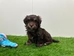 Nestje Havanezer pups, België, Overige rassen, CDV (hondenziekte), 8 tot 15 weken
