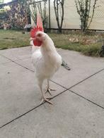 Jeune coq, Dieren en Toebehoren, Pluimvee, Mannelijk, Kip