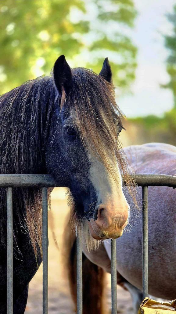 Halve stal gezocht, Dieren en Toebehoren, Pony's