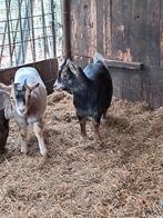 Jonge dwerggeitjes miekes