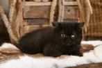 Brits Korthaar kitten, Dieren en Toebehoren, Poes, Gechipt, 0 tot 2 jaar