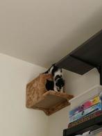 Maison murale pour chat, Animaux & Accessoires, Accessoires pour chats, Enlèvement