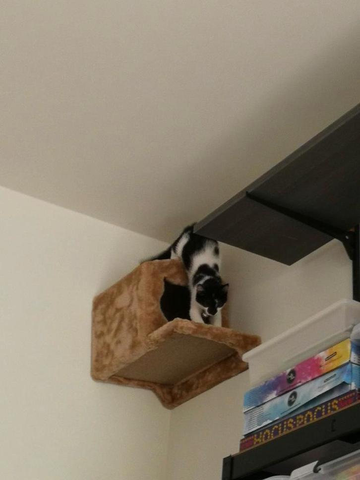 Kattenhuis voor aan de muur, Dieren en Toebehoren, Katten-accessoires, Ophalen