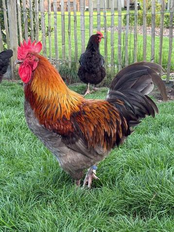 marans, Dieren en Toebehoren, Pluimvee, Mannelijk, Kip