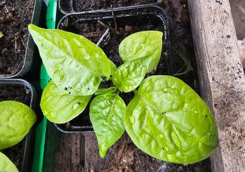 carolina reaper madame jeanette peper plantjes  beschikbaar voor biedingen