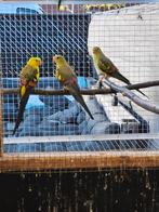 Koppel bergparkieten, Dieren en Toebehoren