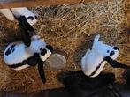 Lotharinger, Meerdere dieren, Groot