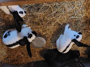 Lotharinger, Plusieurs animaux, Grand
