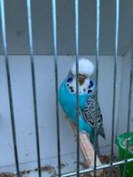 Engelse grasparkieten melanistic en bont, Dieren en Toebehoren, Meerdere dieren, Parkiet, Geringd