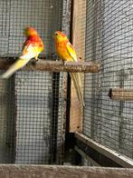 Rubino en opaline roodurg parkieten onverwant, Dieren en Toebehoren, Meerdere dieren, Parkiet, Geringd