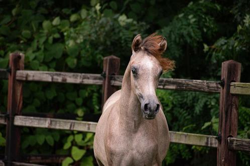 Arabisch Volbloed Veulen, Dieren en Toebehoren, Pony's, Hengst, Niet van toepassing, 0 tot 2 jaar, Met stamboom, Gechipt, Ontwormd