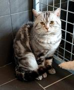 Dekkater black silver tabby blotched Brits korthaar, Dieren en Toebehoren, Katten en Kittens | Dekkaters