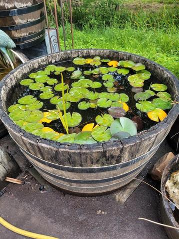 Des demi-tonneaux de vin et de whisky comme bassin de patio 