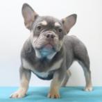 Franse Bulldog pups te koop (verschillende kleuren), Dieren en Toebehoren, Honden | Chihuahua's en Gezelschapshonden, Meerdere