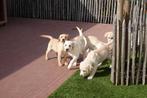 Prachtige blonde labrador pups (geteste ouders!), CDV (hondenziekte), Meerdere, 8 tot 15 weken, Meerdere dieren