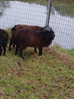 ouessant rammen, Dieren en Toebehoren, Mannelijk, Schaap, 0 tot 2 jaar