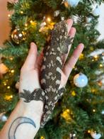 Leachianus Pine Island koppel, Lézard, Domestique, 0 à 2 ans