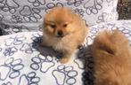 Pomeriaan dwergkeesjes en kleine keeshondjes  pups, Dieren en Toebehoren, Keeshond, 15 weken tot 1 jaar, Buitenland, CDV (hondenziekte)