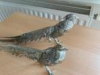 Antiek koppel  zilveren bronzen fazanten, vintage, Ophalen of Verzenden