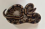 Python Regius, Dieren en Toebehoren