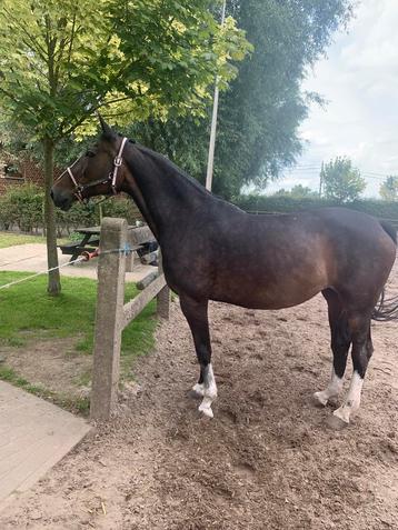 Twee leuke paarden beschikbaar voor biedingen