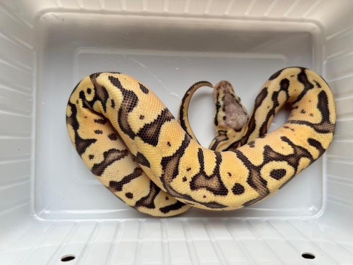 0.1 ball python - pastel lemon pastel fire het clown, Dieren en Toebehoren, Reptielen en Amfibieën, Slang, 0 tot 2 jaar, Tam