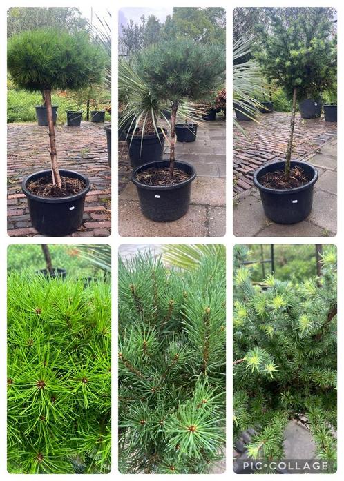 Pinus op stam, larix op stam hoogte 90/110 cm, Jardin & Terrasse, Plantes | Arbres, Enlèvement