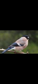 Magnifique couple de bouvreuil rouge classique 2025, Plusieurs animaux, Oiseau chanteur sauvage, Bagué