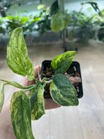 Scindapsus Jade Satin Marble Variegata, Huis en Inrichting, Ophalen of Verzenden