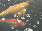 Koi te koop, Dieren en Toebehoren, Karper of Koi