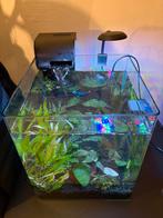 Aqurium 40 litres complet, Enlèvement, Comme neuf