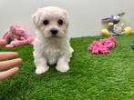Nids de chiots Bichon Maltais, Bichon maltais, Plusieurs, Parvovirose, Belgique