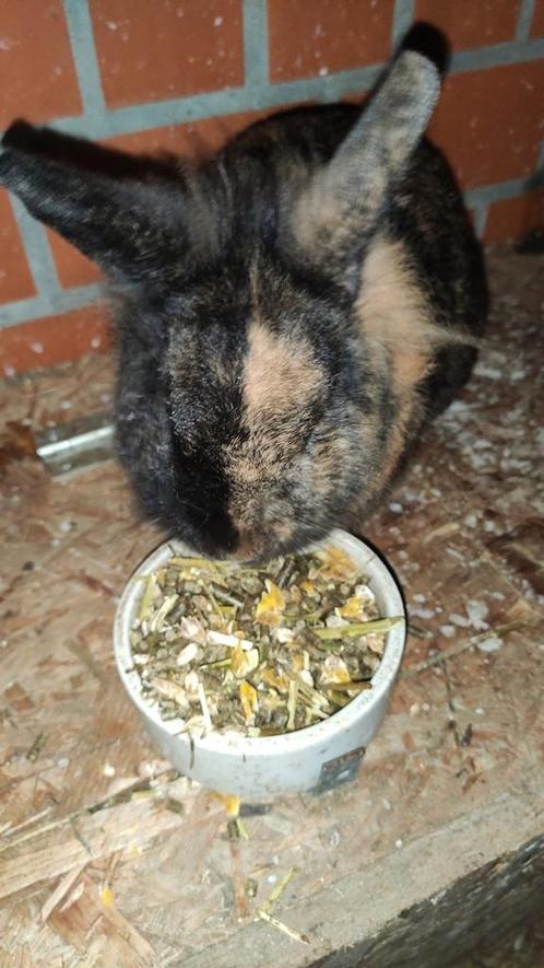 Dwerg konijntje, Dieren en Toebehoren, Konijnen