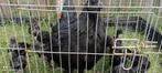 Ayam Cemani