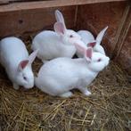 Konijnen: Witte van Dendermonde, Dieren en Toebehoren, Konijnen, Meerdere dieren, Middelgroot, 0 tot 2 jaar