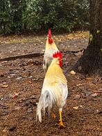 Leghorn isabel kriel haan, Dieren en Toebehoren