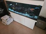 Aquarium, Animaux & Accessoires, Poissons | Aquariums & Accessoires, Enlèvement, Comme neuf