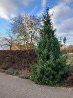 Mooie grote kerstboom, Diversen, Ophalen