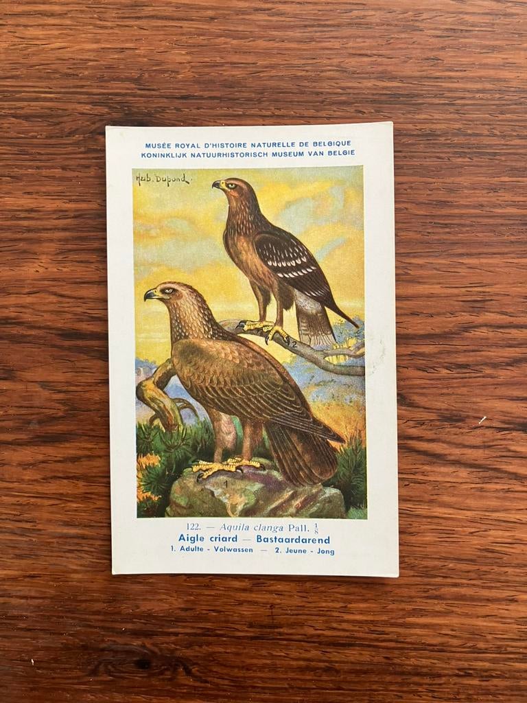 Vogels der Belgische Fauna Nr. 122 bastaardarend, Collections, Cartes postales | Animaux, Enlèvement ou Envoi, 1940 à 1960, Non affranchie