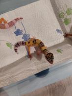 Luipaardgekko's, Dieren en Toebehoren