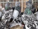 Luikse barbetten, Dieren en Toebehoren, Vogels | Duiven, Meerdere dieren, Overige soorten