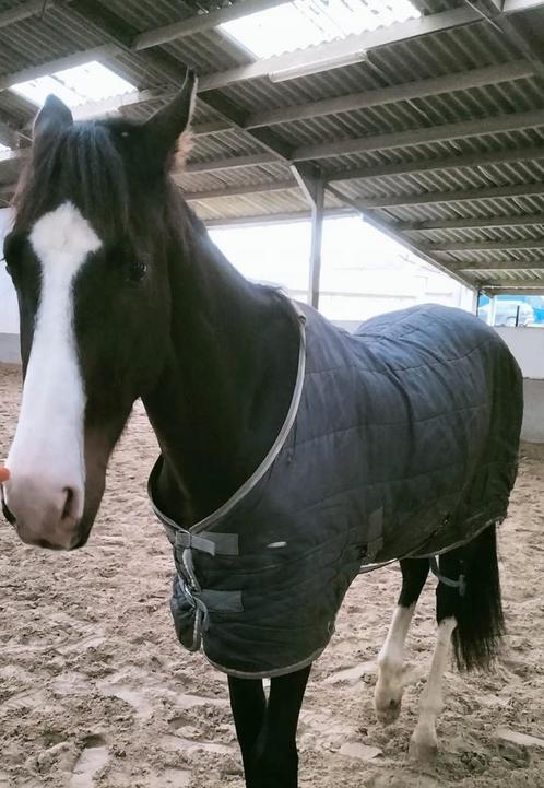Bijna 3 jarige  hengst sins 2 maand reun, Dieren en Toebehoren, Paarden en Pony's | Dekens en Dekjes, Zo goed als nieuw, Ophalen