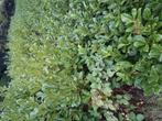 Prunus laurier, Tuin en Terras, Planten | Struiken en Hagen, Ophalen of Verzenden, Laurier