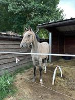 Merrie (2024) -  Devil 2000 z x Casco, Merrie, Springpaard, Gechipt, 0 tot 2 jaar